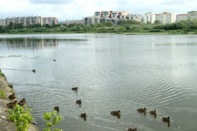 Kaczki krzyż&oacute;wki na rzeszowskim zalewie